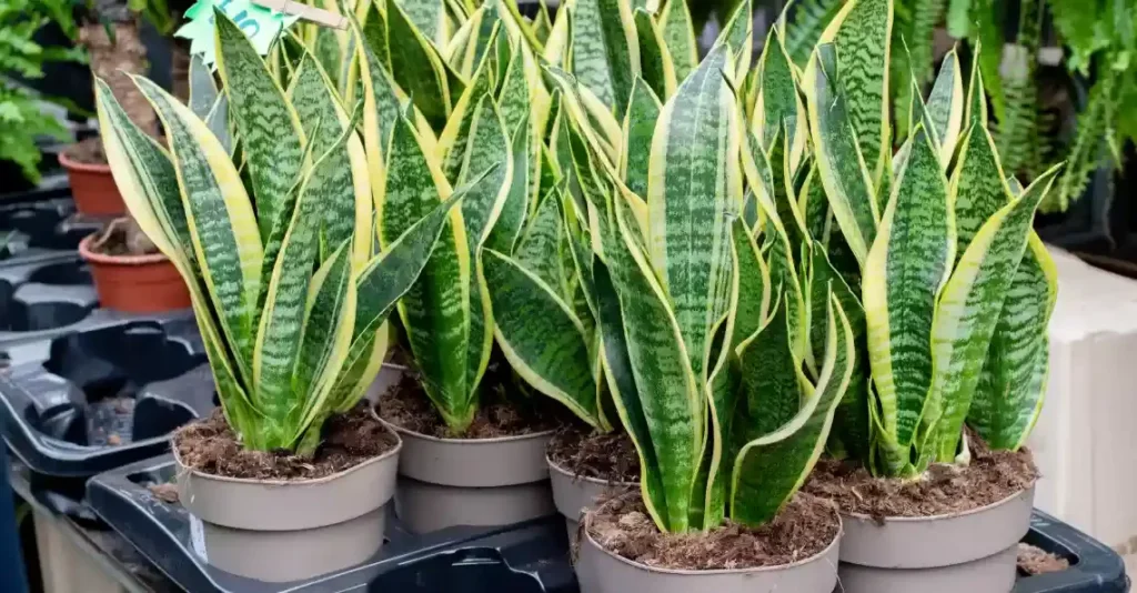 Health Benefits of a Well-Trimmed Snake Plant