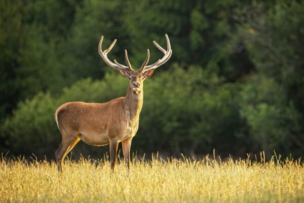 how much does it cost to process a deer